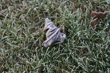 frozen grass