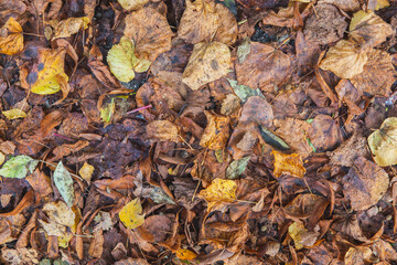 Background of fallen autumn leaves in the forest