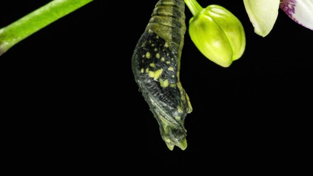 Development and transformation stages of lime Butterfly -Papilio demoleus - malayanus hatching out of pupa to butterfly. Isolated on black background. Time lapse
