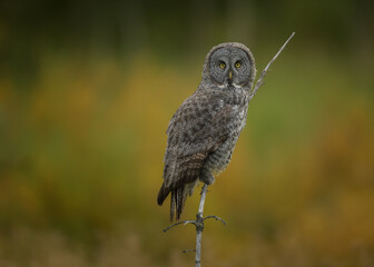Great Grey Owl perched in the field