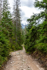 Fototapeta na wymiar Stony mountain trail leading through lush coniferous forest, pine trees and spruces in Tatra Mountains in Poland.