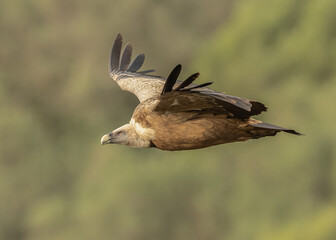 Griffon Vulture does a fly by