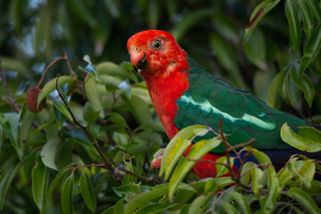 Male Australian King-Parrot 