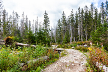 Mountain trail through a coniferous forest, with dry spruces and felled trees due to bark beetle attack, autumn colors, in Tatra Mountains, Poland.