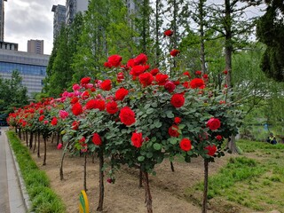 Gorgeous rosebushes in the flower park of Huai'an China 