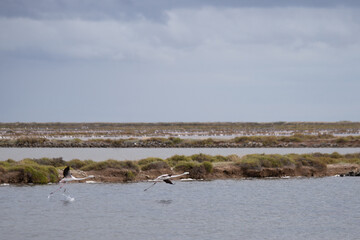 Vols de flamands