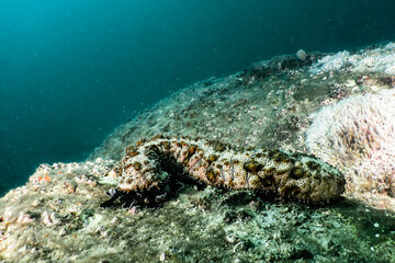 Marbled sea cucumber