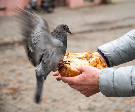 Man Feeding Pigeons With Bread