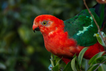 Male Australian King-Parrot 
