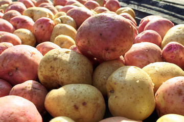 A lot of clean and large potatoes of the new crop. Farmer's natural vegetable on a Sunny day.