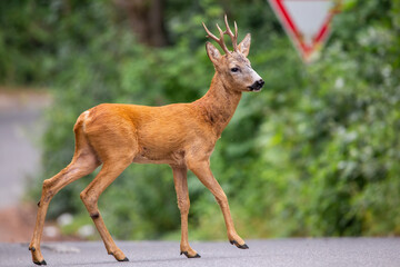 Roe deer, capreolus capreolus, buck walking across road with street sign in background. Concept of...