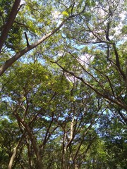 trees and sky