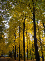 Fototapeta premium Słoneczny jesienny dzień w warszawskim parku