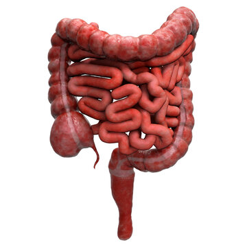3D illustration of human Large Intestine

