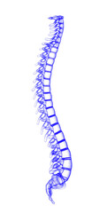 3d illustration human vertebral column
