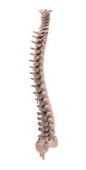 3d illustration human vertebral column
