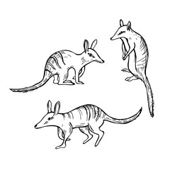 Numbat, Marsupial Anteater.  Vector  illustration.