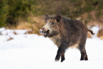 Wild boar, sus scrofa, walking on snowy meadow in wintertime nature. Brown dirty snout going on snow in winter. Hairy swine marching on white pasture.