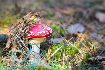 Fly agaric or amanita mushroom under pine needles cap in the forest among out of focus pine needles and moss close up
