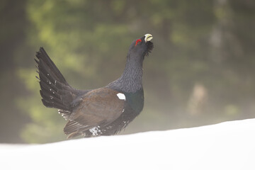 Western capercaillie, tetrao urogallus, lekking on snowy meadow in winter. Grouse with red eye showing on snow in wintertime nature. Wild black bird displaying on white field.