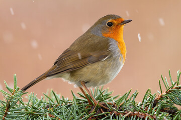 European robin, erithacus rubecula, sitting on tree needles during snowing. Colorful bird resting on twig in wintertime. Feathered animal with orange neck observing in nature.