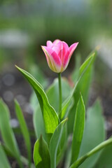 Pink tulip. Photo taken with selective focus.