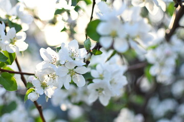 Flowers of the apple tree. Spring day. Photo taken with selected focus.