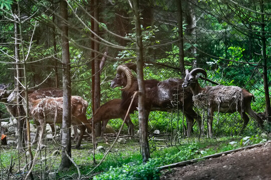 Mouflons Ovis gmelini on a farm in the Carpathian Mountains, Ukraine.
