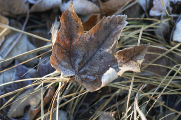 butterfly on the leaf