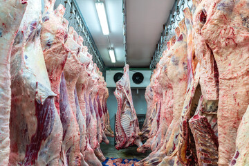 Meat industry at slaughterhouse, meats hanging in the cold store. Cattles cut and hanged on hook in...