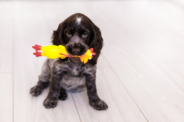 Young springer spaniel dog playing with toy on a floor at home