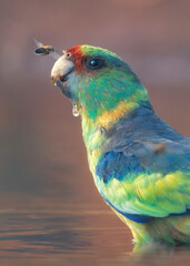 Mallee ringneck (Barnardius zonarius barnadi) having a drink while watching at a western honey bee