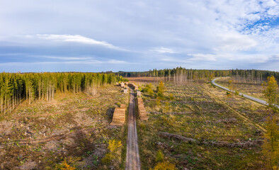 Baumsterben Harz gerodete Waldflächen