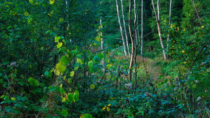 Beaver Reintroduction, Rur River, North Eifel Territory, Eifel Region, Germany, Europe