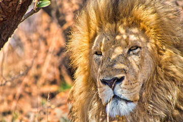 Lion, Panthera Leo, Rhino and Lion Nature Reserve, South Afica, Africa