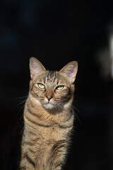 Obraz premium 真っすぐ見つめる美しい猫 キジトラ猫