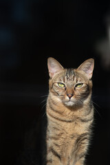 真っすぐ見つめる美しい猫　キジトラ猫