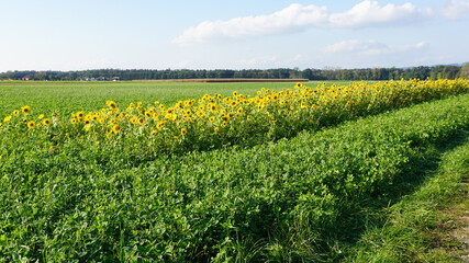 Sonnenblumenfeld mit schöner Landschaft, Landschaftsbild, Landwirtschaft, Sonnenblume, draußen