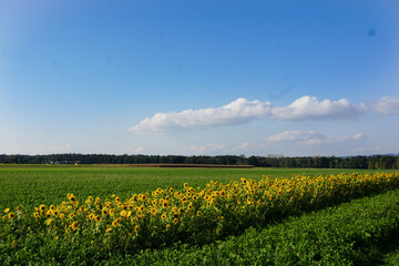 Obraz premium Landschaftsbild mit viel Platz für Text, Himmel blau, Sonnenblumenfeld unten, Blau, gelb, grün