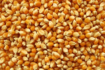 Close up of corn grains