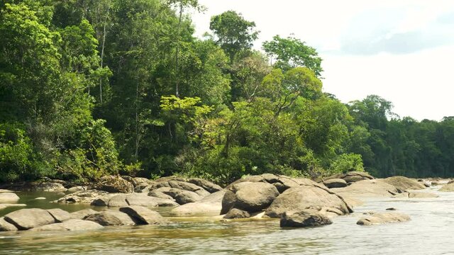 Over the river on the Amazonian forest