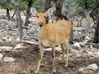 Deer in the forest