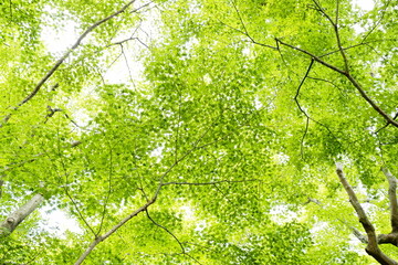 青いもみじから太陽の光が眩しい