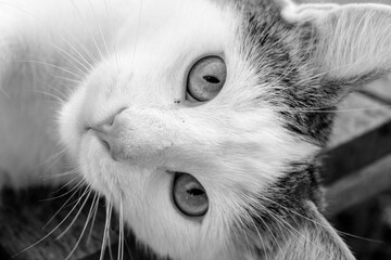 Kater &deg;Joe" auf der Gartenbank, Sommer 2020. Eine junge Katze im Sommer.