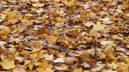 Tapis de grandes feuilles mortes de platane, platanus hispanica aux couleurs d'automne