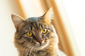 portrait of a domestic tabby cat