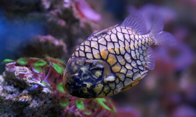 Close-up view of a pinecone fish (Monocentris japonica)