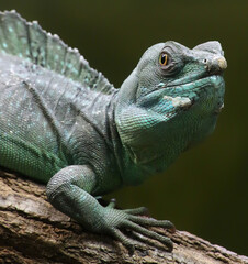 Close-up view of a Plumed basilisk (Basiliscus plumifrons)