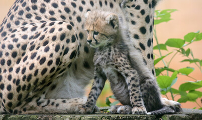 Close-up view of a Cheetah cub in front of his mother