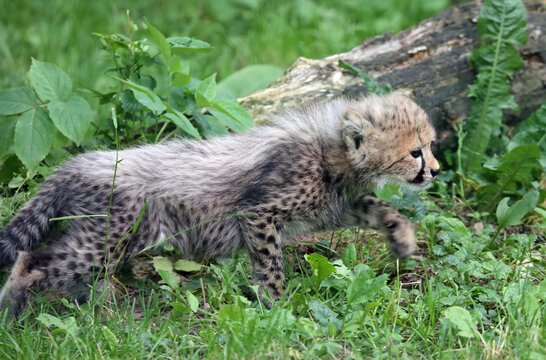 Close-up view of a hunting Cheetah cub